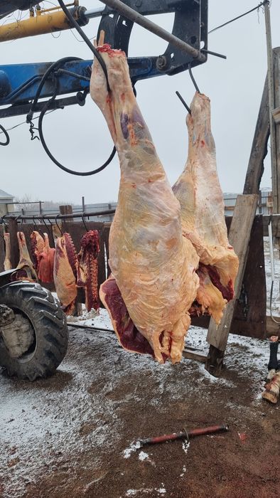 Семіз жылқы сатылады.