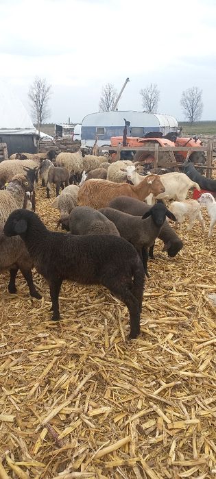 Oi cu miei de vânzare