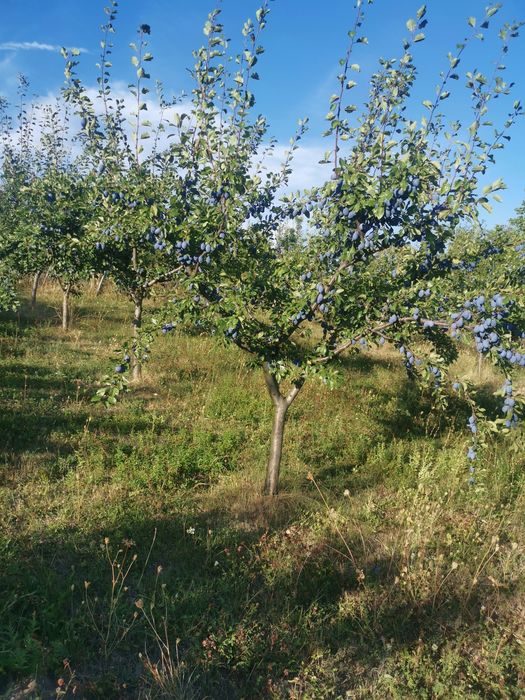 Borhot de calitate prune  Stanley și anaspet