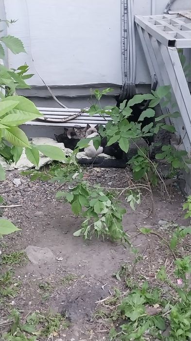 Меховые комочки Счастья!!! 2,5 месяца