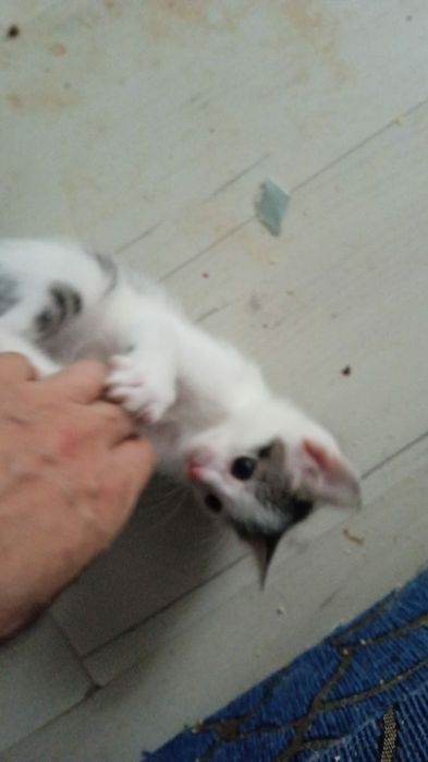 Отдам кошечек и котиков
