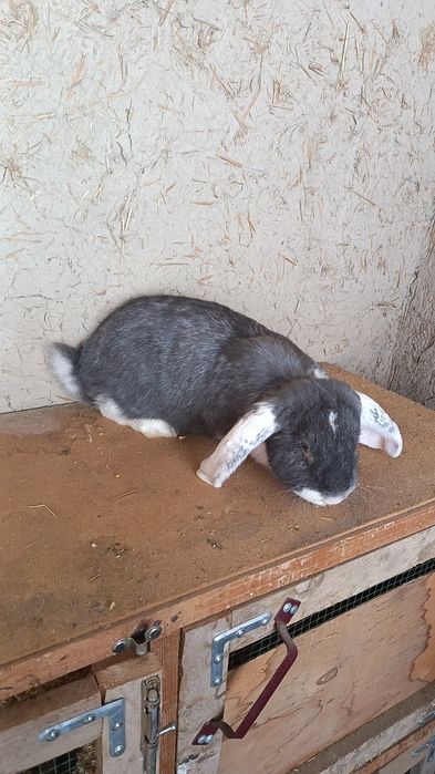 Ф Баран ла сотилади