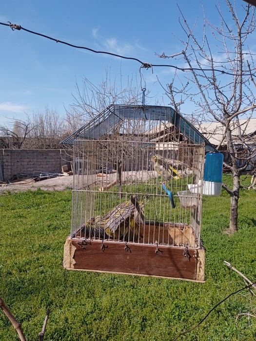 чижи зеленуха,птицы певчие