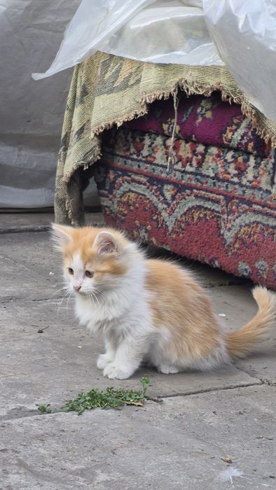 Отдам котёнка, девочка