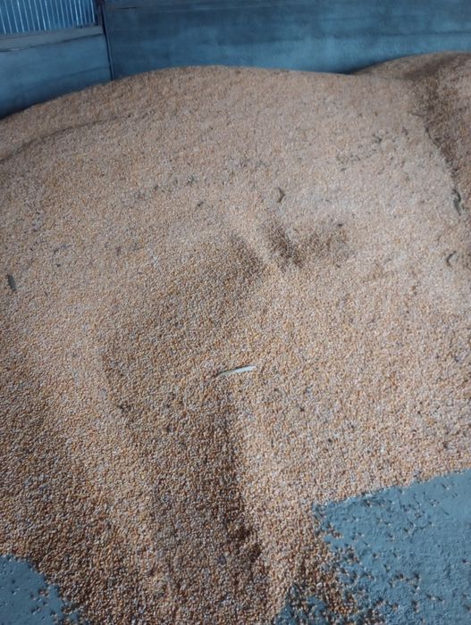 Vând porumb, cantități mari.