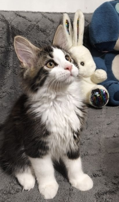 Мейнкун крупные котята !