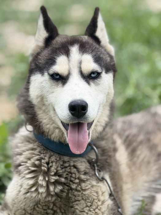 Хаски  1 жасар 50000