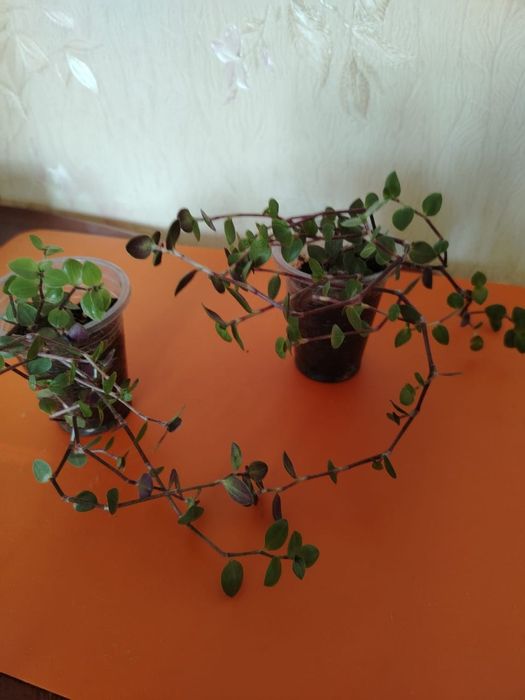 Продам комнатный цвет