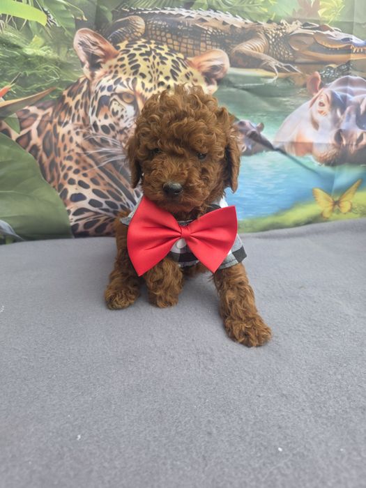 Пудел Мини с документ за произход