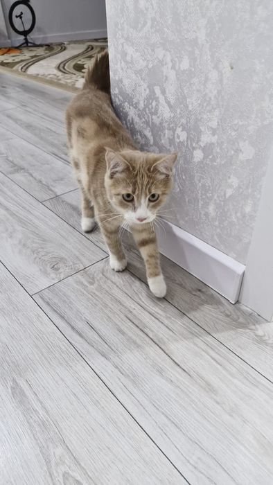 Кошка. Отдам даром