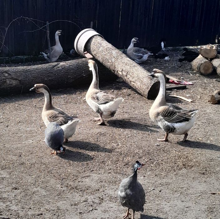 Disponibile ptr incubat 20 oua gâsca chinezească + 5 oua curcă