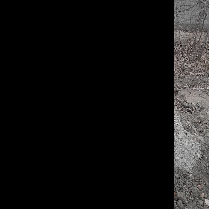 Tut kòchatlari katta barglik