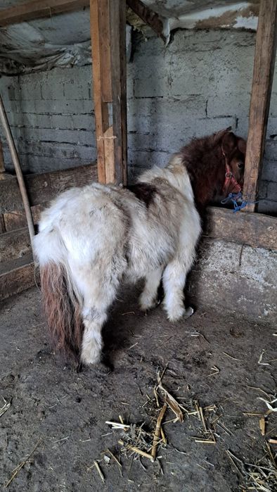 De vânzare ponei castrat foarte cuminte