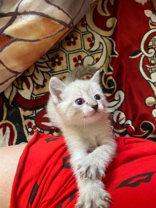 Отдам красивых котят