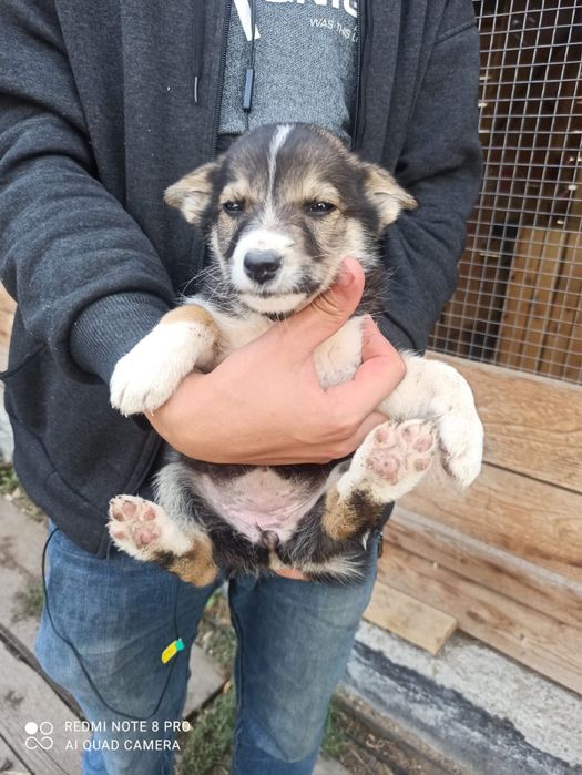 Отдам щенков