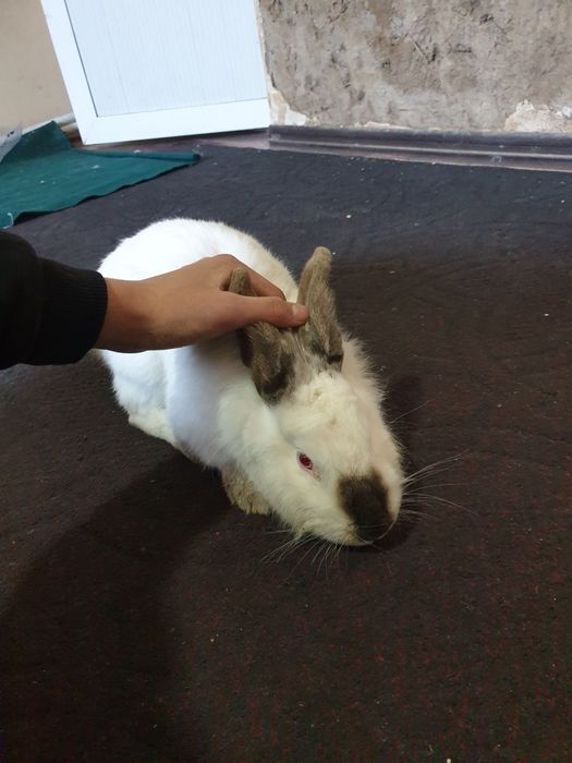 Kaliforniya zotli quyon