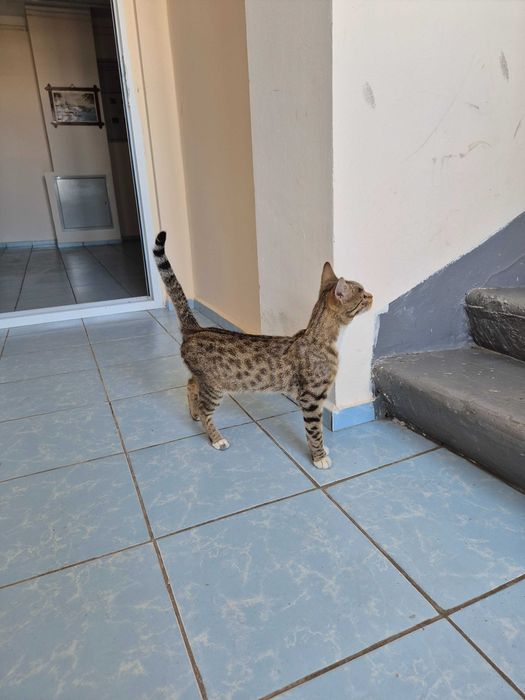 Котенок подросток в добрые руки