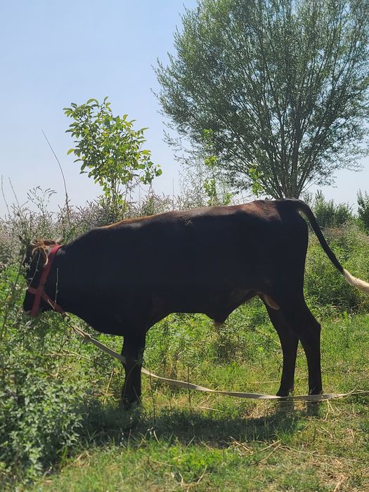 Buqa 1 yashar yeb ichishi zòr