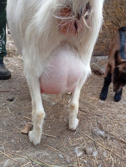 Vând  capra  sanen și alpin franceză