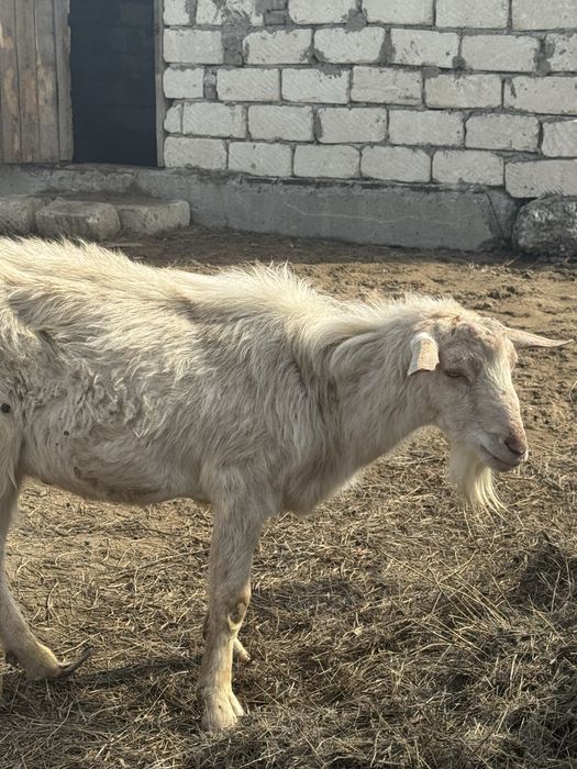 Теке Зааненский Атырау