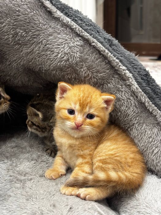 Продаются котята