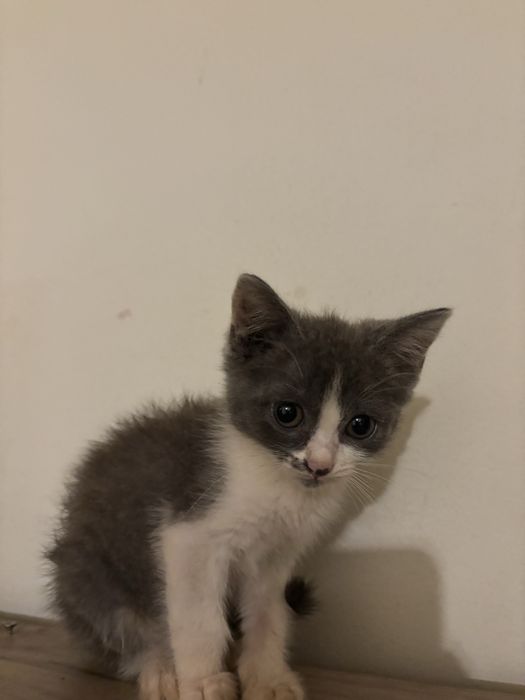 Spre adoptie 2 pisoiasi