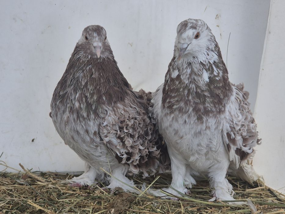 Vând porumbei creti