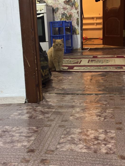 Отдам бесплатно кошка