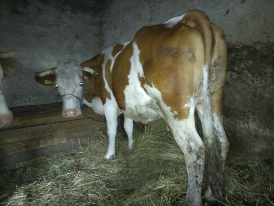 Vând vaca gestanta