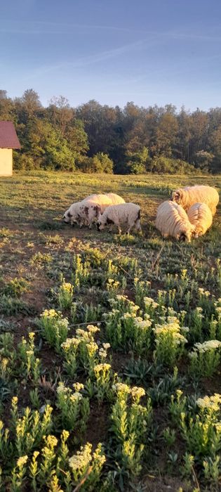 Vand o perche de oi cu un miel