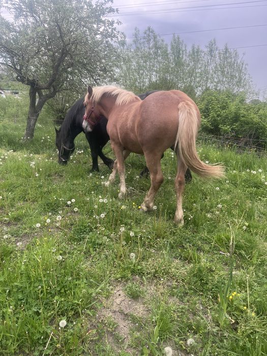 Manză  de vanzare