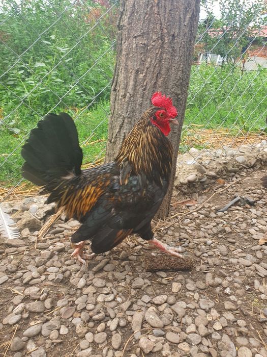 Perche găini pitice