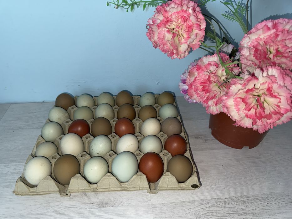 Vand oua incubat: Ameraucana, Marans si Olive