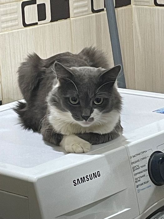 потерялся кот дымок !