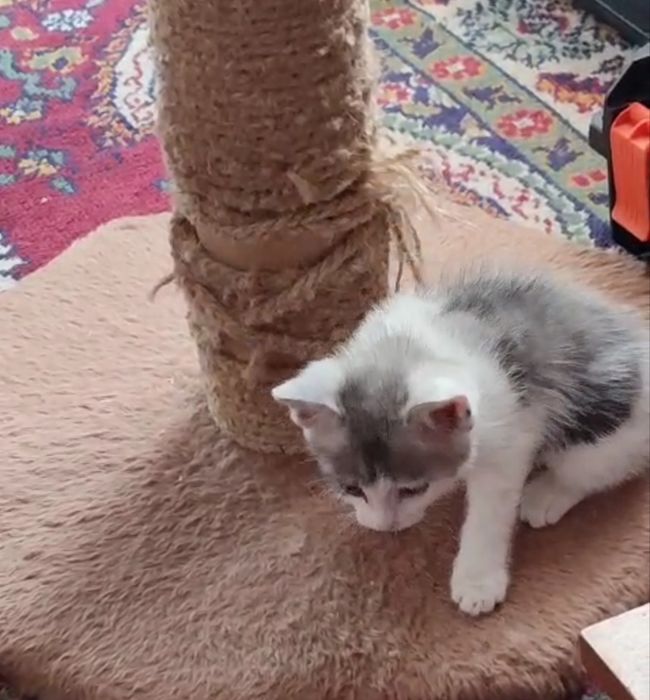 Отдаю котика 1,5 месяцев