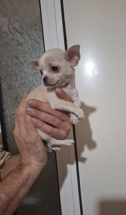 Мини чихуахуа,две момчета и две момичета.