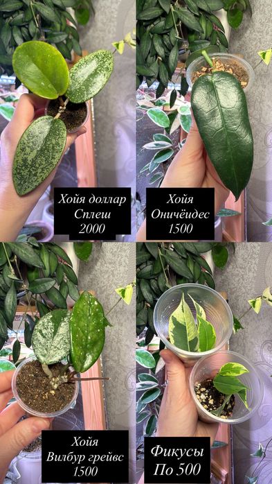 Укорененные черенки хой