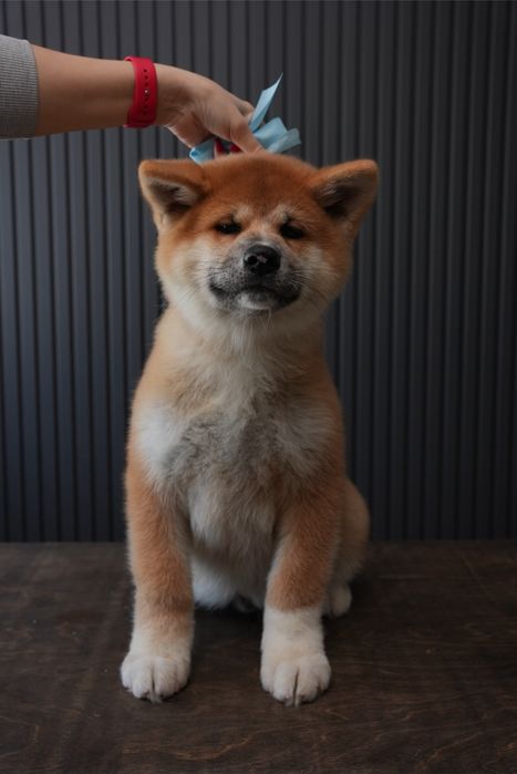 Щенки Акита Ину (Хатико)