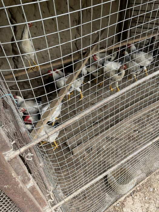 Yalangoch kumush fotosuratlar