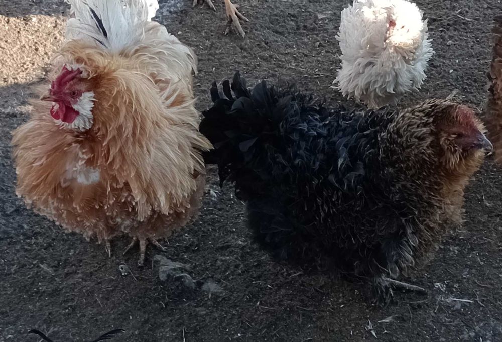 gaini frezate pereche