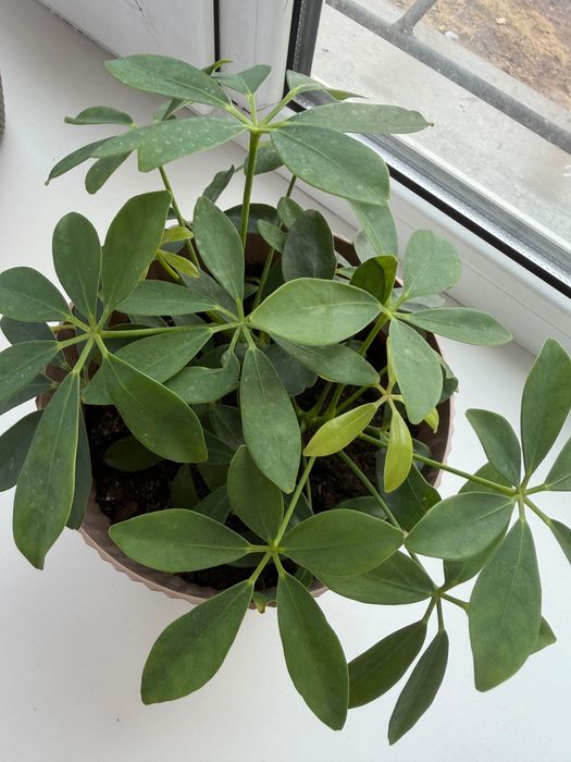 Продаю шалферу молодую