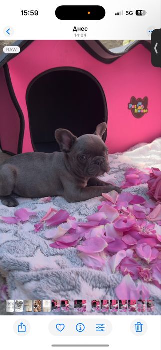 Френски булдог