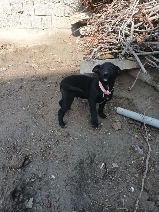 Отдам даром собачка