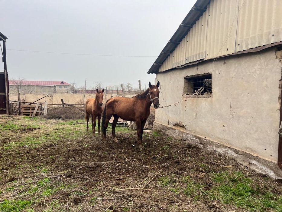 Бие құлынымен сатылады