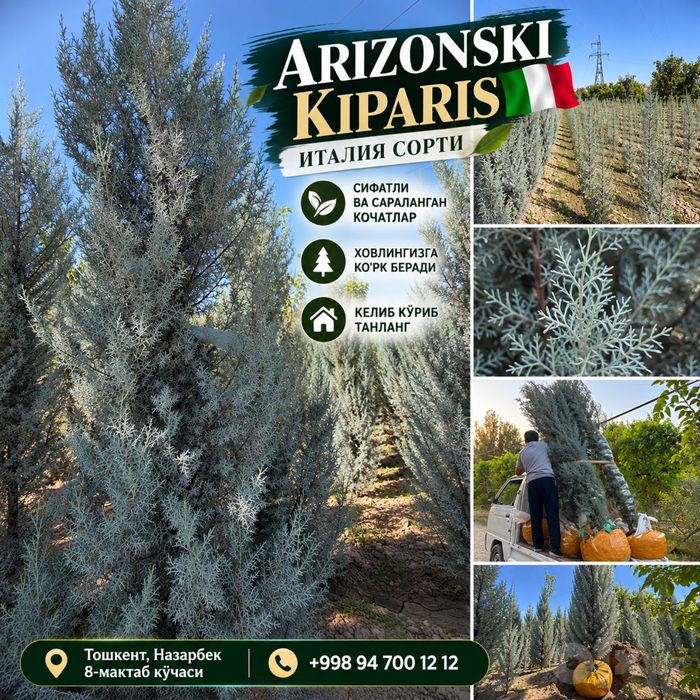 Archa — Italiyaning original Arizonkiy kiparisi
