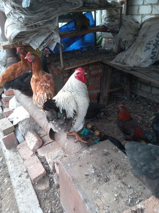 Продам. Петухи. Молодёжь.