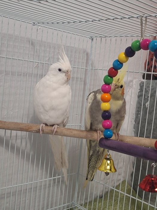 Попугай 2 Карелла + клетка