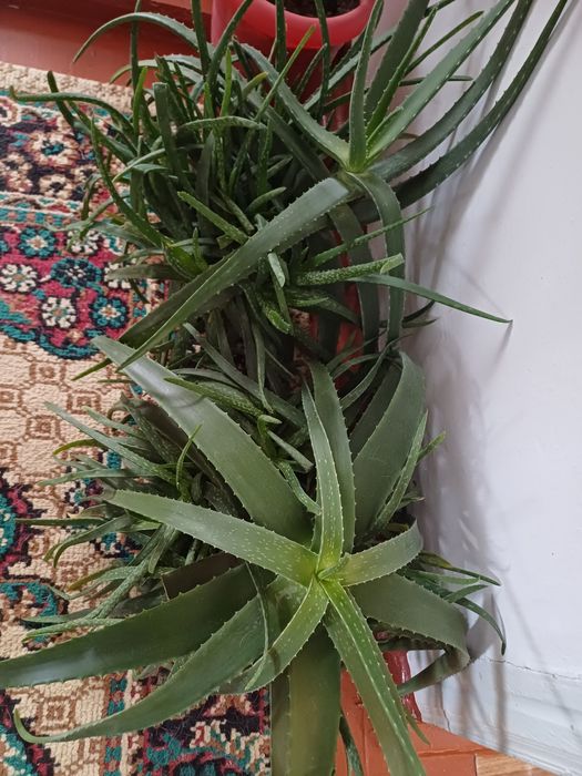 Продам АЛОЭ..- вера