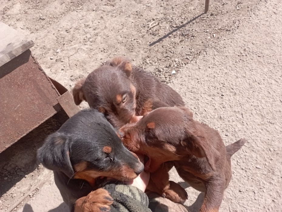 Продам щенков ягдтерьера