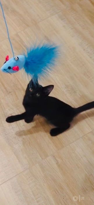 Котёнок чисто чёрный